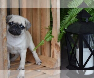 Pug Puppy for sale in HARTLY, DE, USA