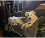Small #2 Great Pyrenees