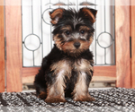 Small #2 Yorkshire Terrier