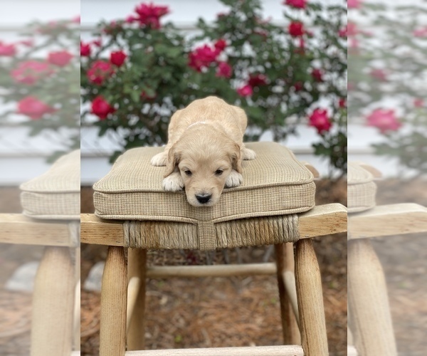 Medium Photo #5 Goldendoodle Puppy For Sale in FRANKLIN, VA, USA