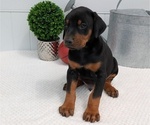 Small Photo #58 Doberman Pinscher Puppy For Sale in GOSHEN, IN, USA