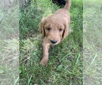 Small Photo #25 Goldendoodle Puppy For Sale in EATON RAPIDS, MI, USA