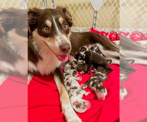 Mother of the Australian Shepherd puppies born on 09/03/2021