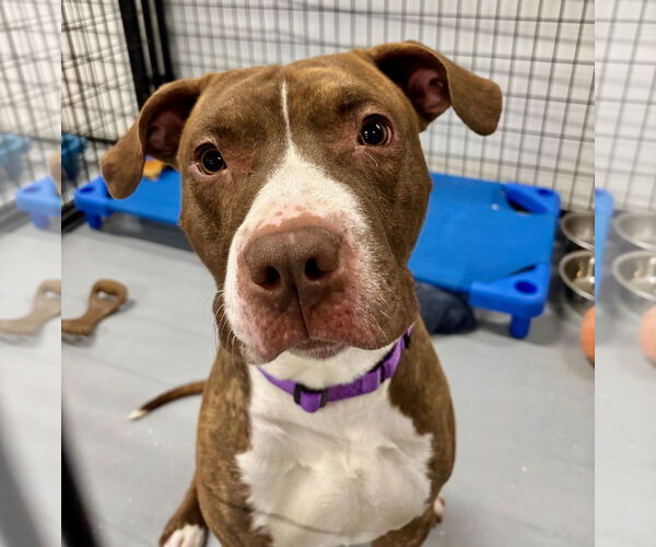 Medium Photo #2 Mutt Puppy For Sale in GILBERTS, IL, USA