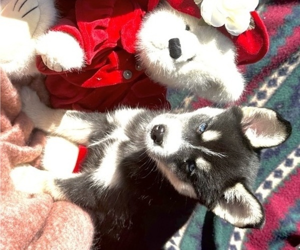 Medium Photo #2 Pomsky Puppy For Sale in FORT WAYNE, IN, USA