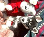 Small Photo #2 Pomsky Puppy For Sale in FORT WAYNE, IN, USA