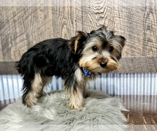 Medium Photo #4 Yorkshire Terrier Puppy For Sale in NAPPANEE, IN, USA