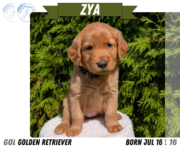 Medium Photo #34 Golden Retriever Puppy For Sale in GOSHEN, IN, USA