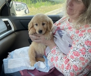 Golden Retriever Puppy for sale in CHARLOTTE, NC, USA