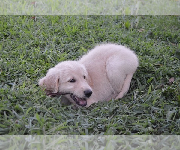Medium Photo #1 Goldendoodle Puppy For Sale in OSWEGO, NY, USA