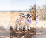 Small #2 Anatolian Shepherd-Great Pyrenees Mix