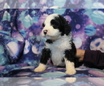 Small Photo #2 Bernedoodle Puppy For Sale in JOICE, IA, USA