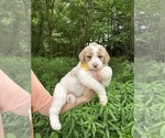Puppy Puppy 3 yellow Goldendoodle