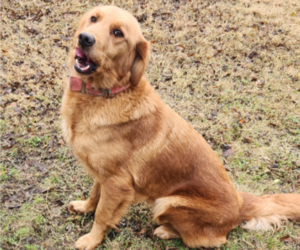 Mother of the German Shepherd Dog-Golden Retriever Mix puppies born on 12/25/2025