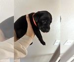 Puppy Orange collar Labrador Retriever