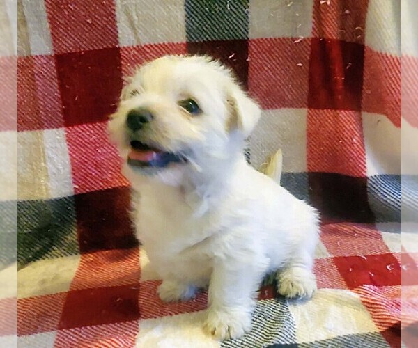Medium Photo #1 West Highland White Terrier Puppy For Sale in MOUNTAINBURG, AR, USA