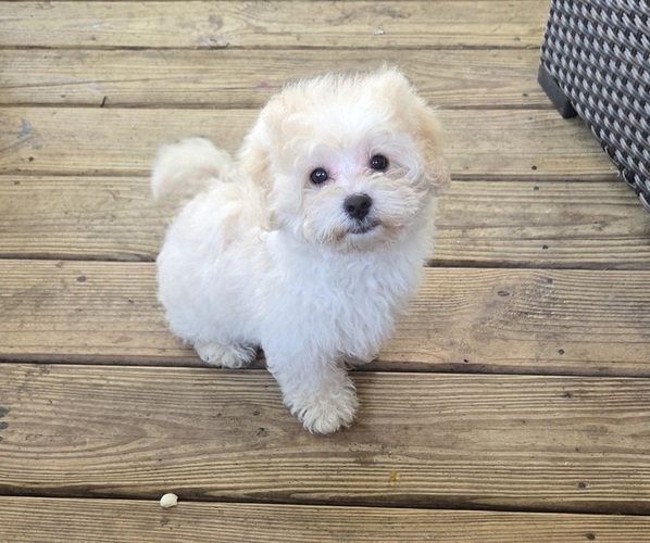 Medium Photo #1 Maltipoo Puppy For Sale in LELAND, NC, USA
