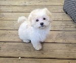 Image preview for Ad Listing. Nickname: Molly