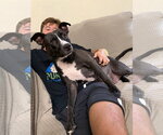 Small #1 American Staffordshire Terrier Mix