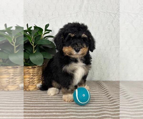 Medium Photo #1 Bernedoodle (Miniature) Puppy For Sale in GREENFIELD, IN, USA