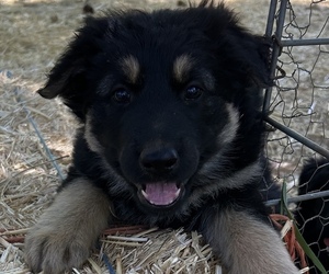 German Shepherd Dog Puppy for sale in GOLDENDALE, WA, USA