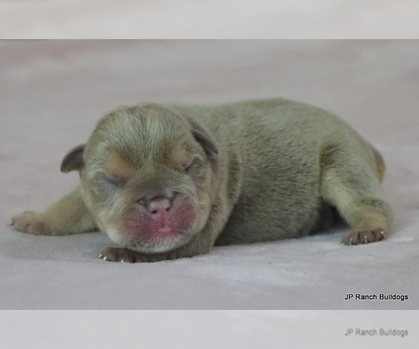 Medium Photo #6 Bulldog Puppy For Sale in WINNSBORO, TX, USA