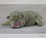 Small #5 Bulldog