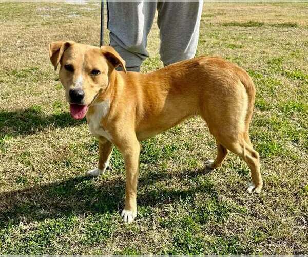 Medium Photo #2 Mutt Puppy For Sale in Abbeville, LA, USA