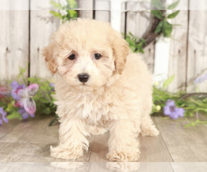 Cavalier King Charles Spaniel-Poochon Mix Puppy for sale in MOUNT VERNON, OH, USA