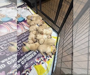 Labrador Retriever Puppy for sale in BELLEVIEW, KY, USA