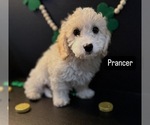Puppy Prancer Cavapoo