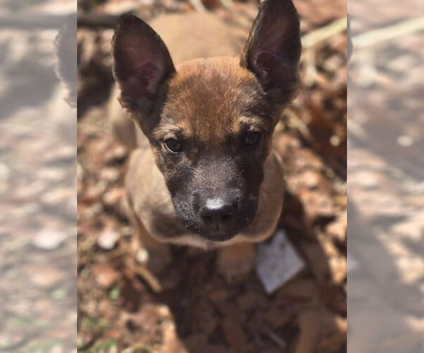 Medium Photo #2 Mutt Puppy For Sale in Alexander, AR, USA