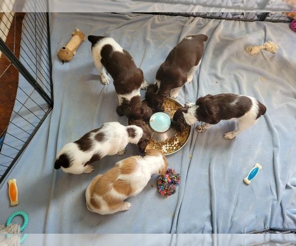 Medium Photo #1 Brittany Puppy For Sale in FORT COLLINS, CO, USA