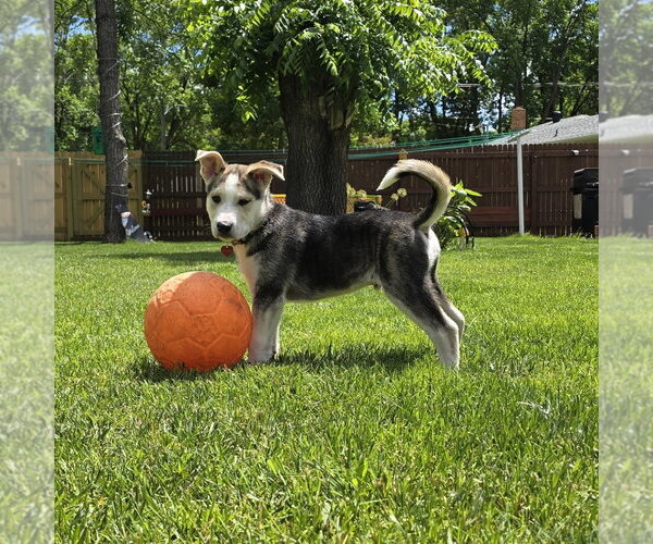 Medium Photo #10 Siberian Husky-Unknown Mix Puppy For Sale in Fargo, ND, USA