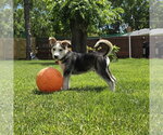 Small #9 Siberian Husky Mix