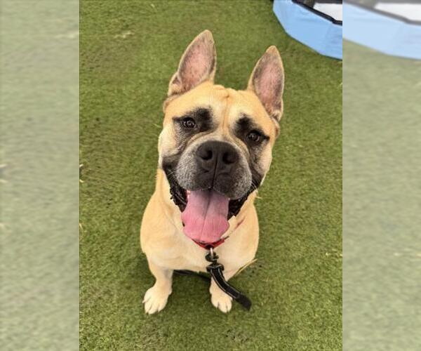 Medium Photo #1 Mastiff-Unknown Mix Puppy For Sale in Las Vegas, NV, USA