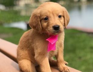 View Ad Golden Retriever Puppy For Sale Near Florida Lakeland Usa Adn 72729