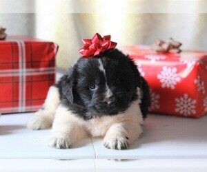 Newfoundland Puppy for sale in APPLE CREEK, OH, USA