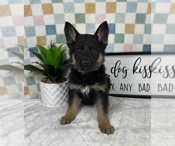 Medium Photo #1 German Shepherd Dog Puppy For Sale in FRANKLIN, IN, USA
