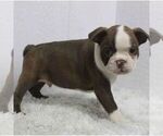 Small Photo #1 Boston Terrier Puppy For Sale in LAWRENCEBURG, KY, USA