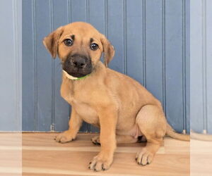 German Shepherd Dog-Unknown Mix Dogs for adoption in Lakewood, CO, USA