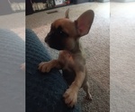 Puppy 4 French Bulldog