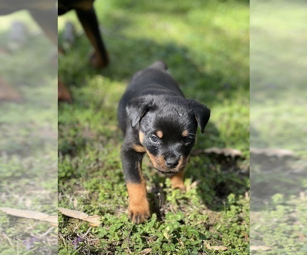 Medium Photo #19 Rottweiler Puppy For Sale in VONORE, TN, USA