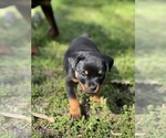 Small #18 Rottweiler