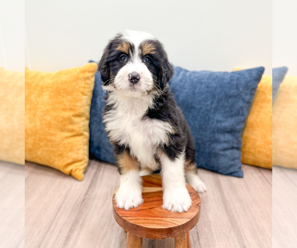 Medium Photo #5 Bernedoodle (Miniature) Puppy For Sale in DUNDEE, OH, USA