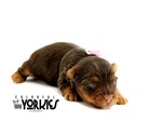 Small Photo #2 Yorkshire Terrier Puppy For Sale in KELLER, TX, USA