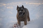 Small Photo #1 Cane Corso Puppy For Sale in CRARYVILLE, NY, USA