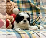 Small Photo #10 Shih Tzu Puppy For Sale in SILEX, MO, USA