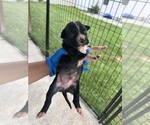 Small #2 American Pit Bull Terrier
