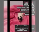 Image preview for Ad Listing. Nickname: Dip